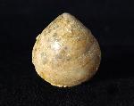 Sphaeroidothyris globisphaeroidalis (BUCKMAN 1914) - Bild © FossNet FossilienStore
